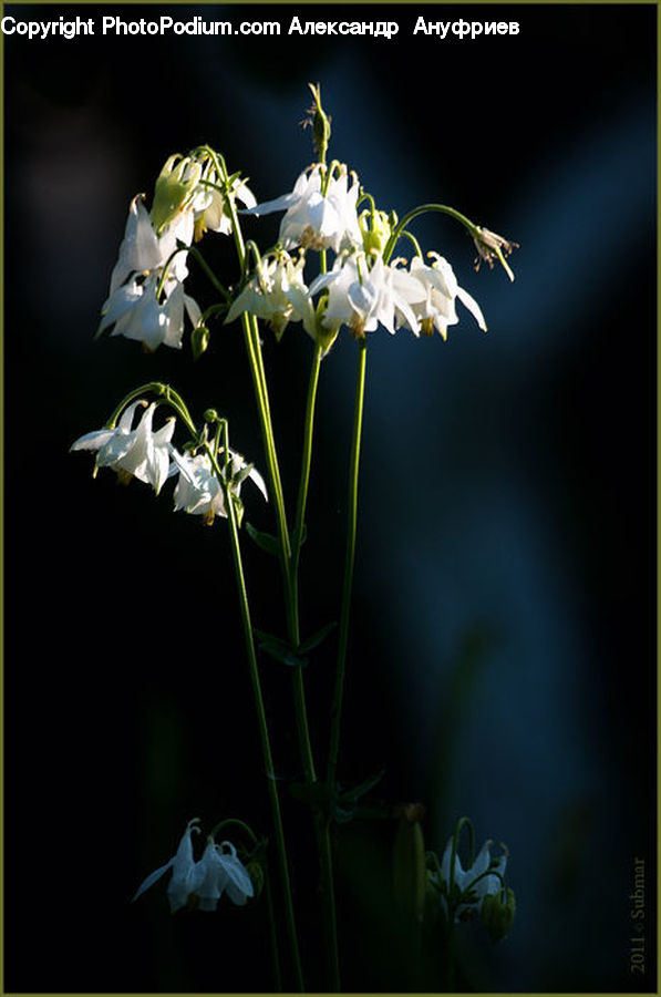 Blossom, Flora, Flower, Plant, Weed, Lily, Geranium