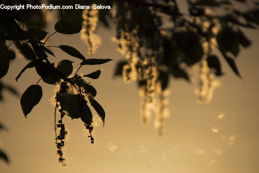 Glass, Fruit, Grapes, Flare, Light, Sunlight, Blossom
