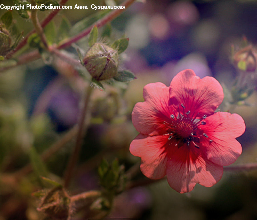 People, Person, Human, Blossom, Flora, Flower, Geranium