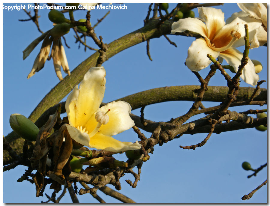 Bird, Parakeet, Parrot, Blossom, Flora, Flower, Plant