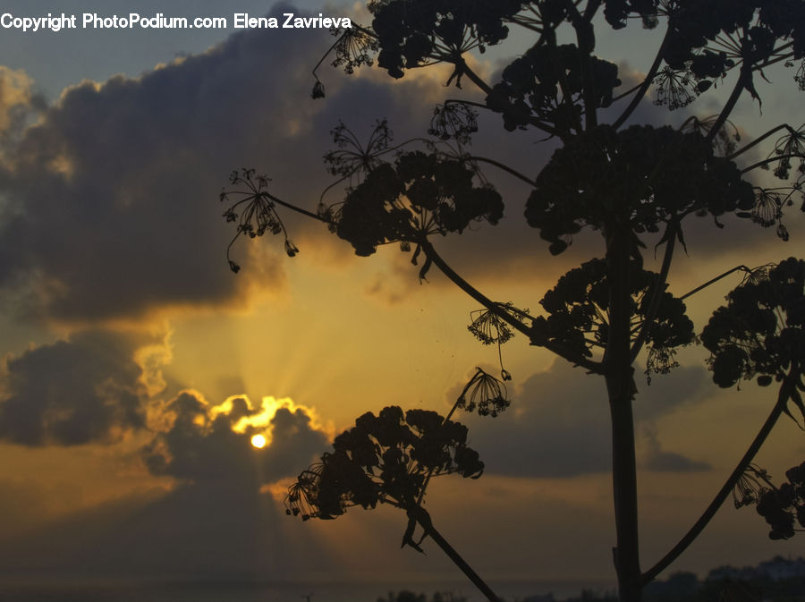 Plant, Potted Plant, Dawn, Dusk, Red Sky, Sky, Sunrise