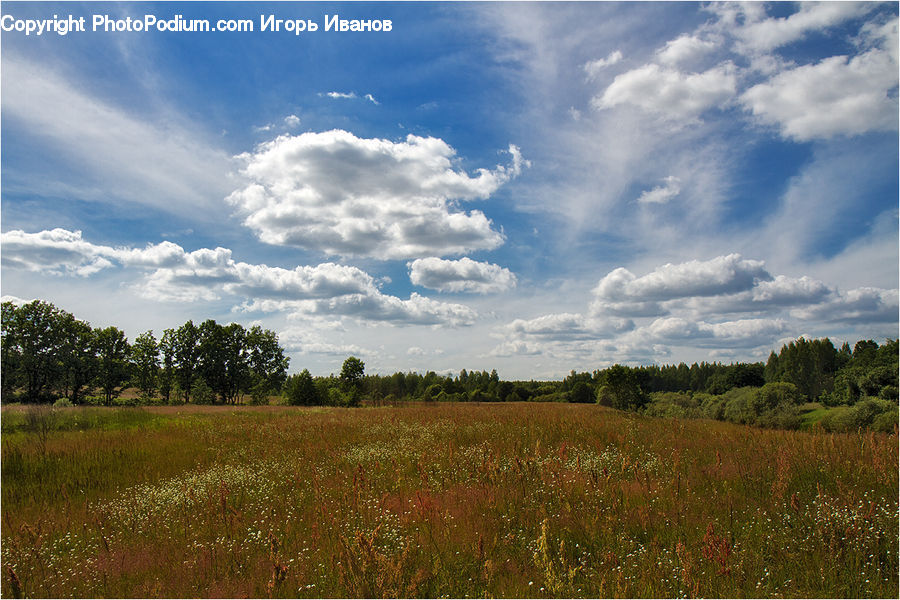 Field, Grass, Grassland, Land, Outdoors, Cloud, Cumulus