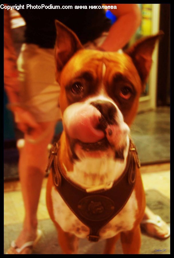 Animal, Bulldog, Canine, Dog, French Bulldog, Mammal, Pet