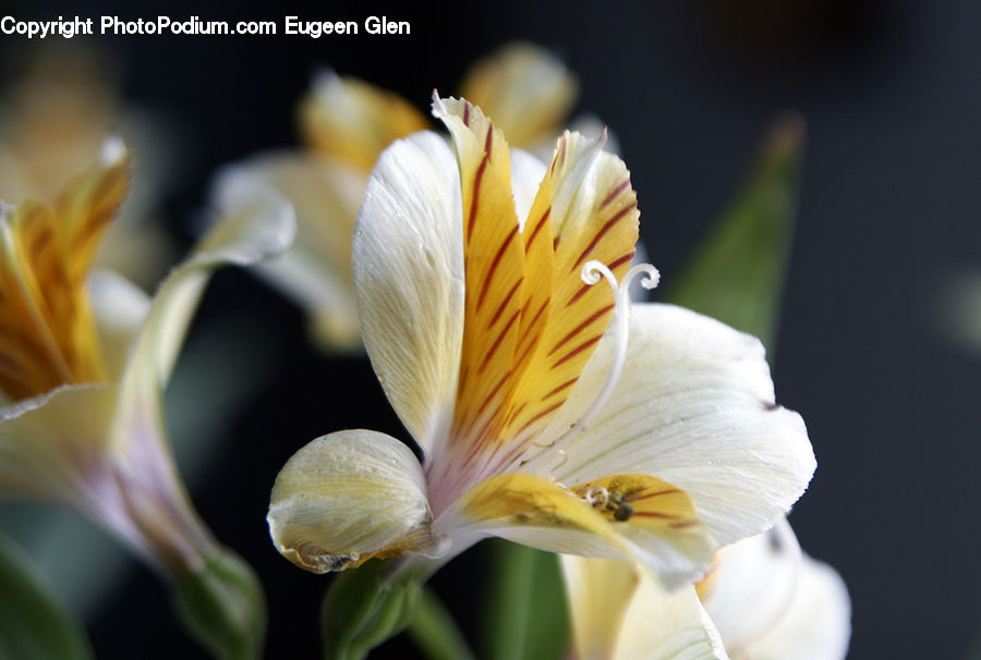 Blossom, Flora, Flower, Plant, Crocus, Gladiolus, Geranium