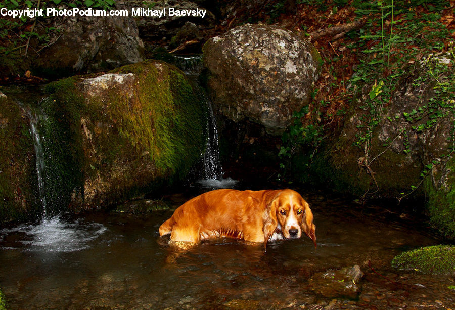 Animal, Canine, Dog, Golden Retriever, Mammal, Pet, Cougar