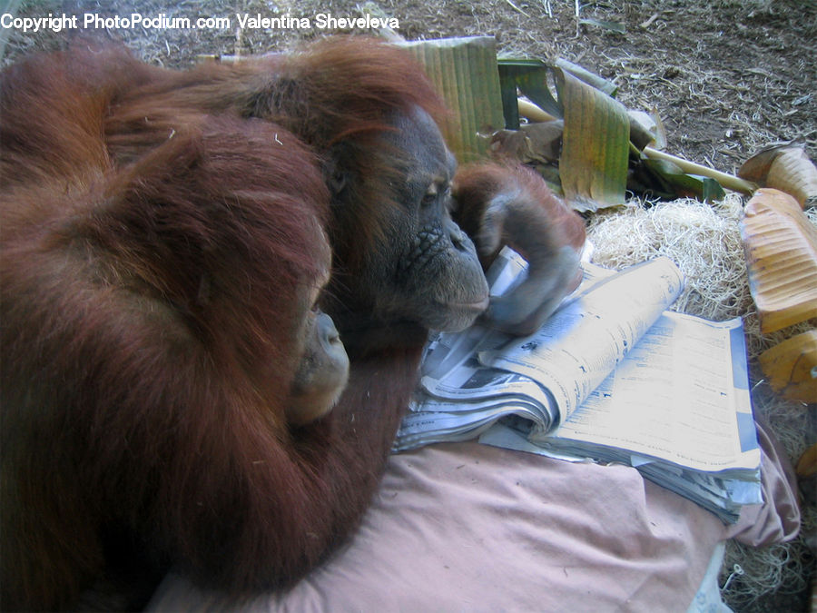 Animal, Mammal, Monkey, Orangutan, Plant