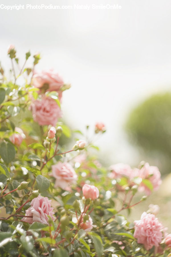 Blossom, Flora, Flower, Plant, Carnation, Cherry Blossom, Petal