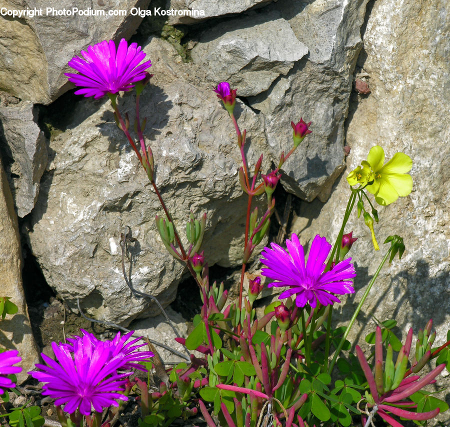 Blossom, Flora, Flower, Geranium, Plant, Crocus, Aster
