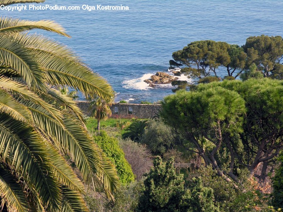 Conifer, Fir, Plant, Tree, Coast, Outdoors, Sea