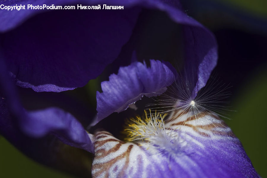 Flora, Flower, Iris, Plant, Blossom, Geranium, Crocus