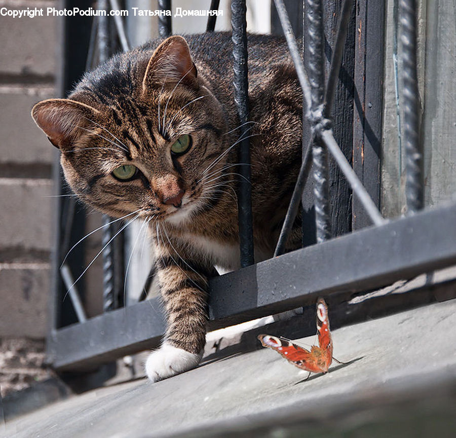 Animal, Cat, Mammal, Pet, Kitten, Abyssinian