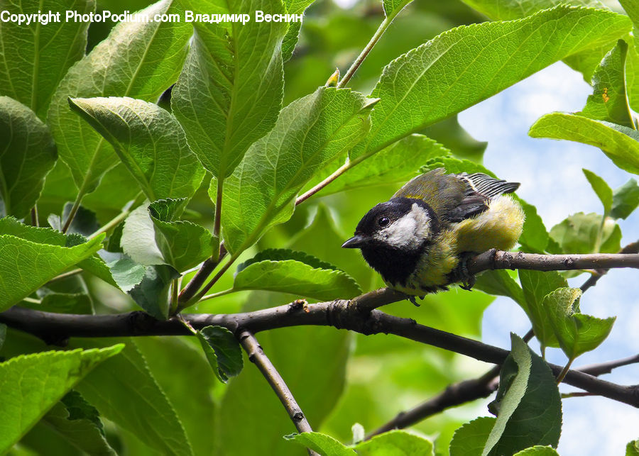 Plant, Blueberry, Fruit, Bird, Flicker Bird, Woodpecker, Beak