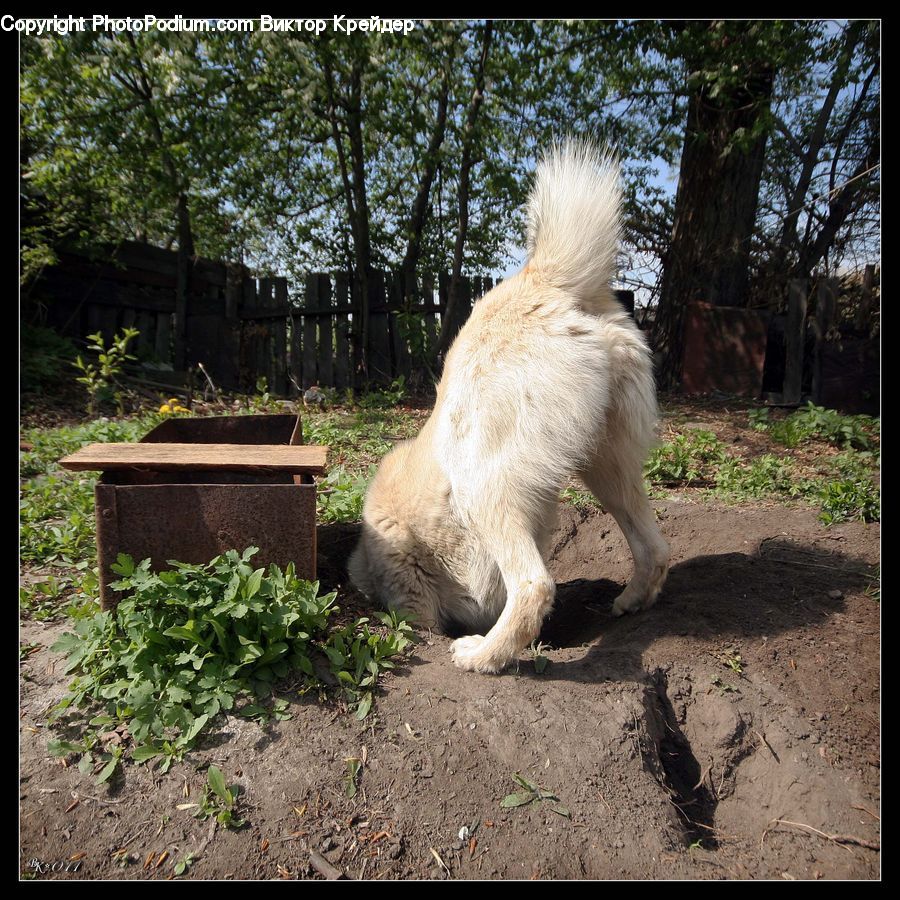 Animal, Canine, Dog, Eskimo Dog, Husky, Mammal, Pet