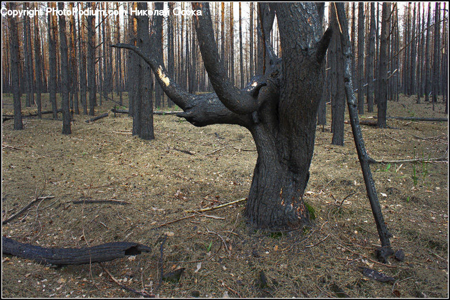 Animal, Deer, Elk, Mammal, Wildlife, Forest, Grove