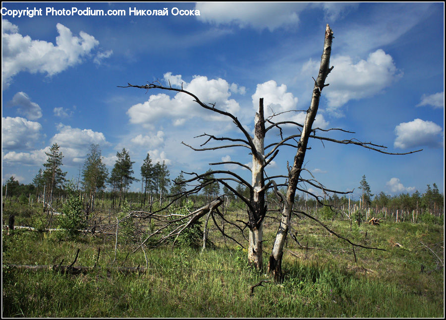 Field, Grass, Grassland, Land, Outdoors, Plant, Bush