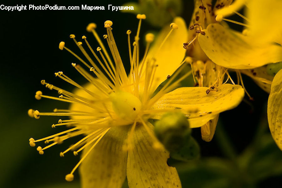 Blossom, Flora, Flower, Plant, Asteraceae, Pollen, Aster
