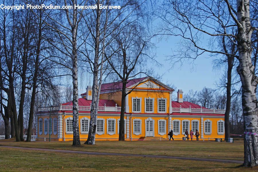 Architecture, Mansion, Birch, Tree, Wood, Building, House