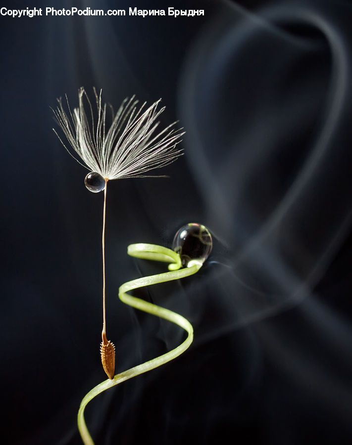 Grain, Seed, Dill, Plant, Droplet, Glass, Blossom