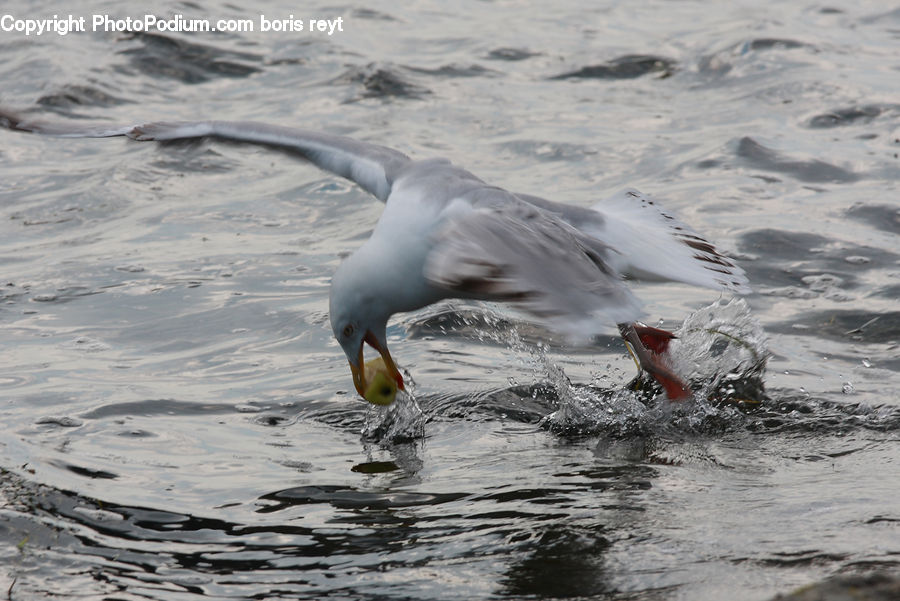 Albatross, Bird, Seagull, Water, Outdoors, Sea, Sea Waves