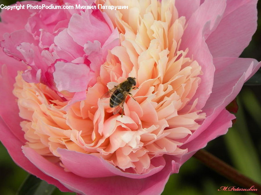 Blossom, Flower, Peony, Plant, Carnation, Flora, Dahlia