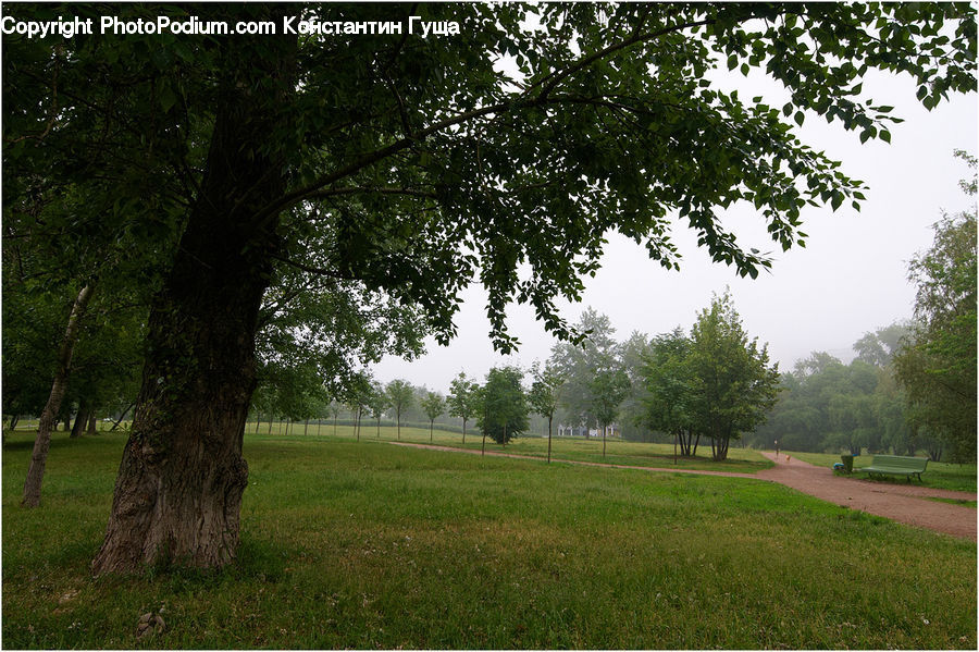 Ivy, Plant, Vine, Leaf, Field, Grass, Lawn