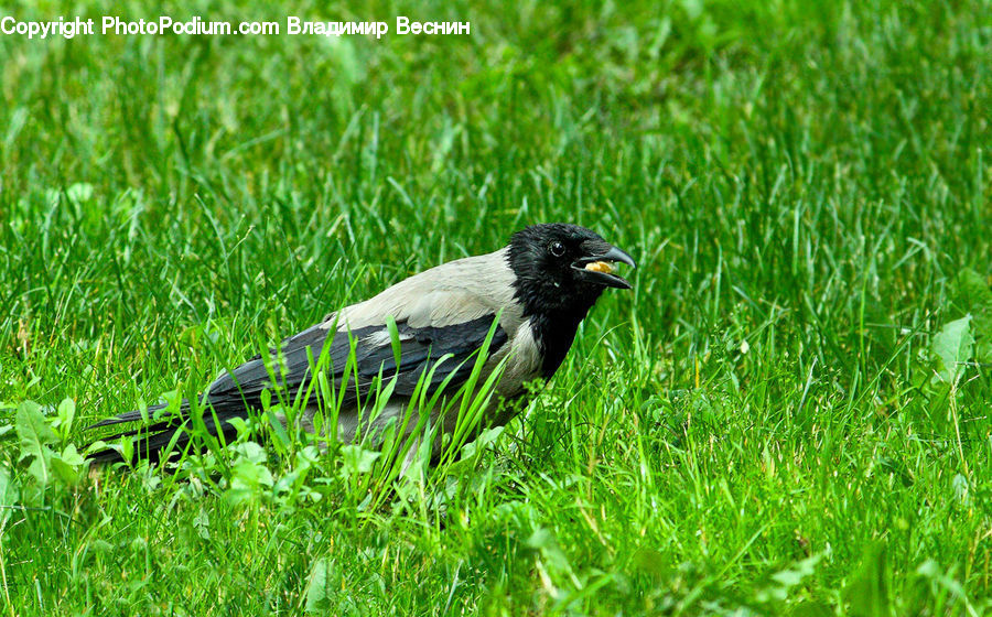 Bird, Blackbird, Crow, Field, Grass, Grassland, Plant