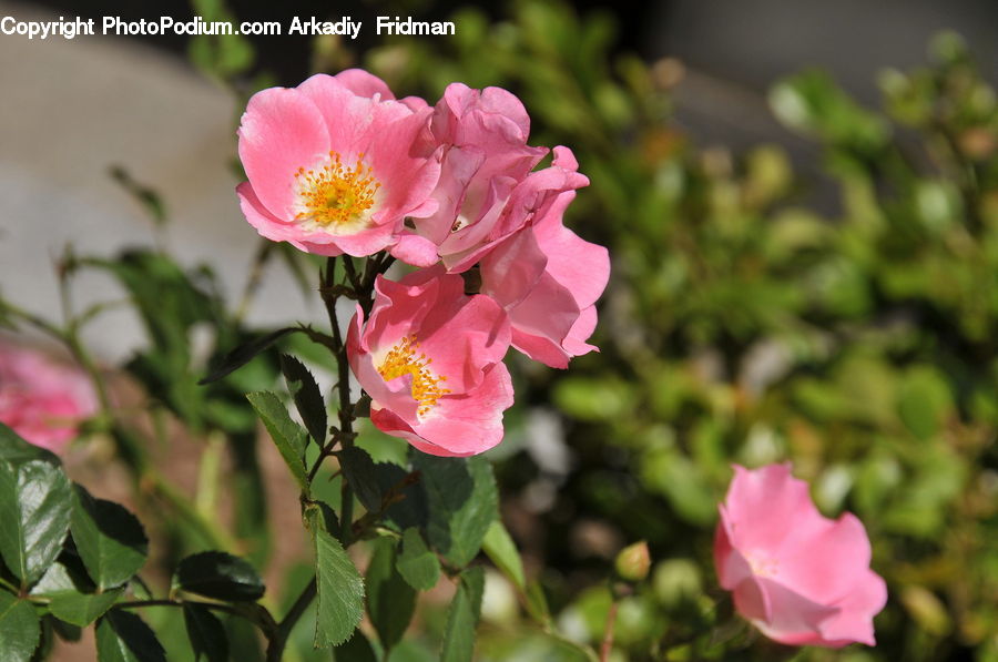 Blossom, Flora, Flower, Plant, Rose, Geranium, Petal