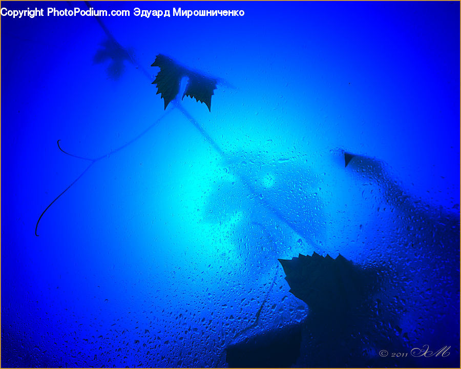 Fish, Manta Ray, Sea Life, Stingray Fish, Maple, Maple Leaf, Plant