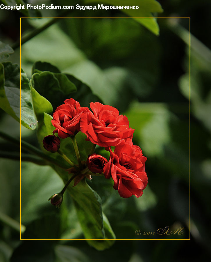 Blossom, Flora, Flower, Geranium, Plant, Veins, Leaf