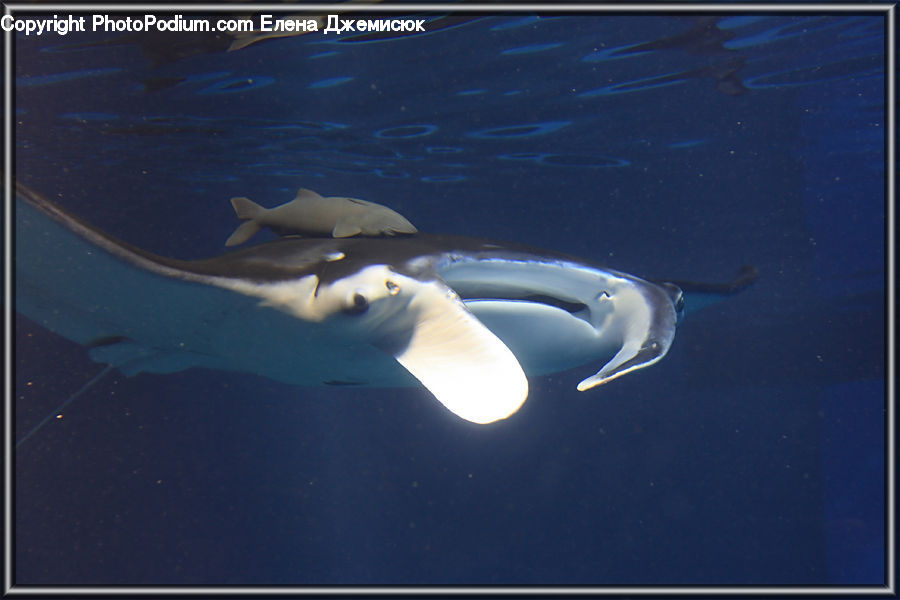 Manta Ray, Sea Life, Stingray Fish