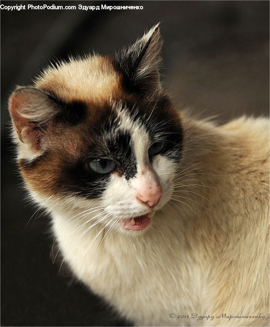 Animal, Cat, Pet, Siamese, Kitten, Mammal, Manx