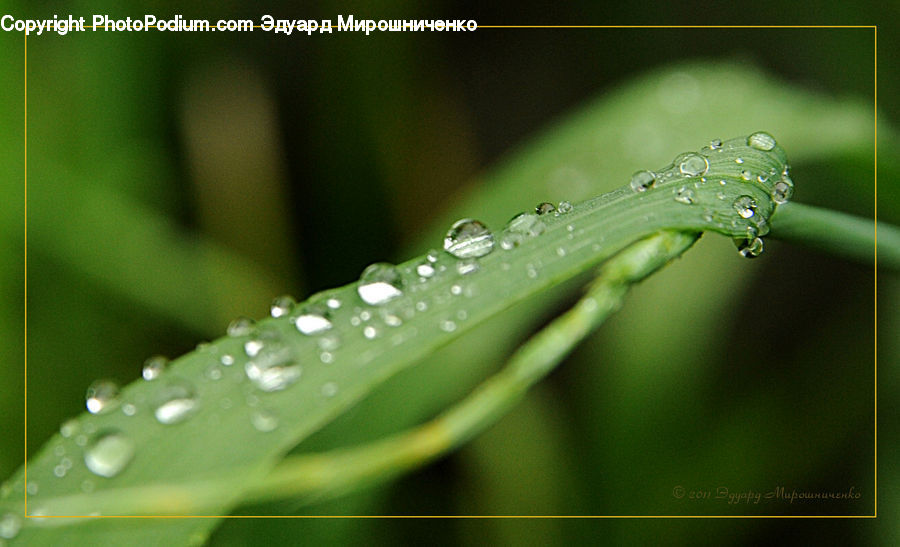 Droplet, Field, Grass, Grassland, Plant