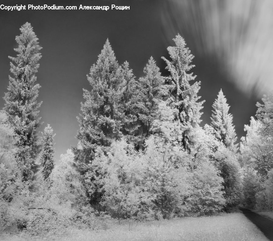 Frost, Ice, Outdoors, Snow, Conifer, Fir, Plant