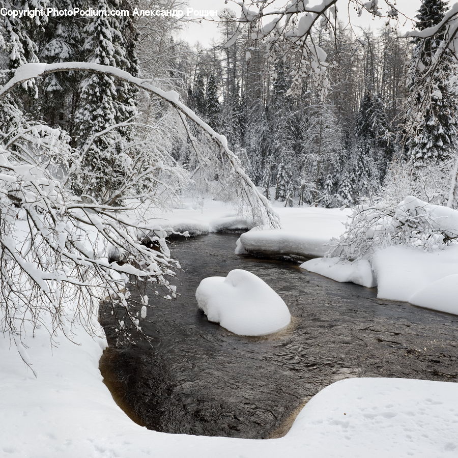 Ice, Outdoors, Snow, Forest, Vegetation, Plant, Tree