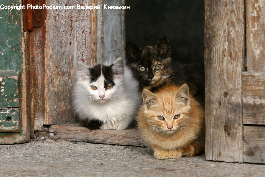 Animal, Cat, Kitten, Mammal, Pet, Manx, Siamese