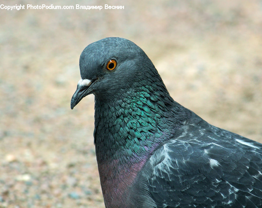 Bird, Pigeon, Dove