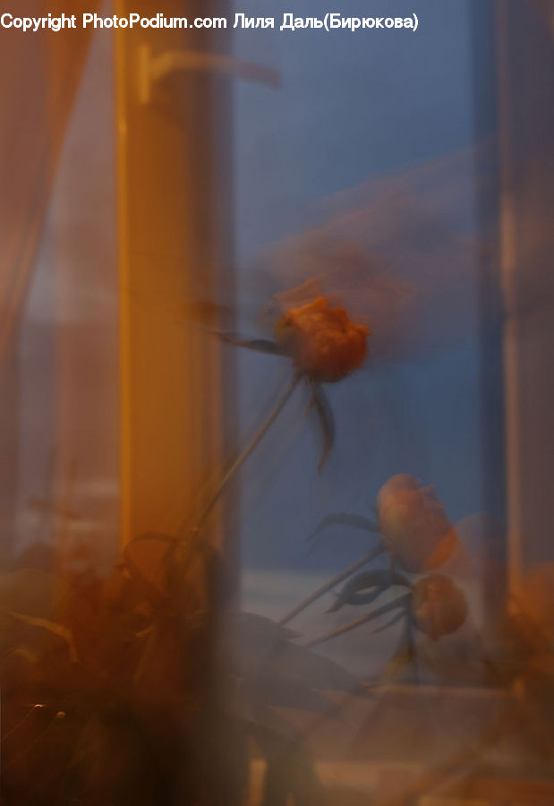 Carp, Fish, Goldfish, Sea Life, Plant, Weed, Blossom