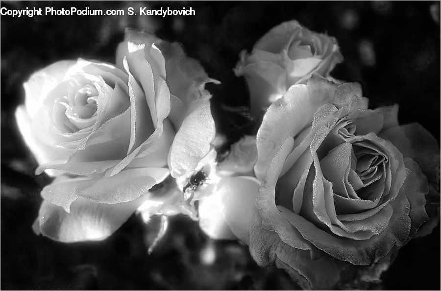 People, Person, Human, Blossom, Flower, Plant, Rose