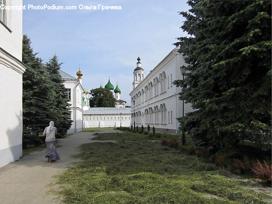 Architecture, Dome, Mosque, Worship, Conifer, Fir, Plant