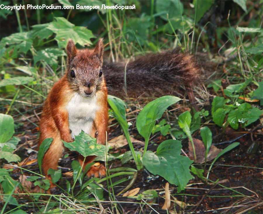 Animal, Mammal, Rodent, Squirrel, Plant, Herbal, Herbs