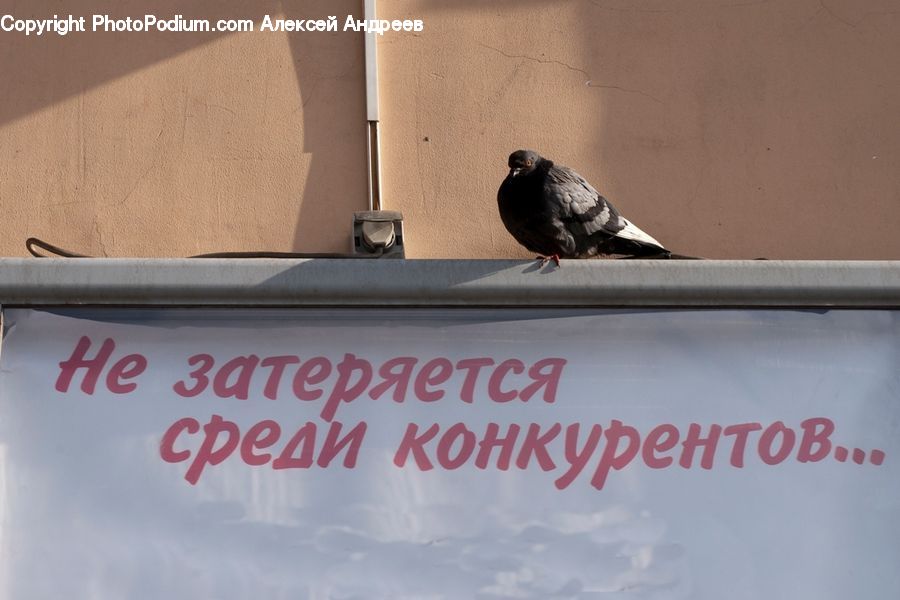 Bird, Pigeon, Dove, Plywood, Wood