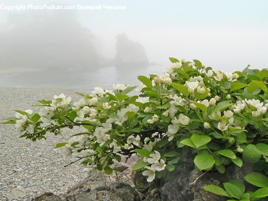 Bush, Plant, Vegetation, Landscape, Nature, Scenery, Blossom