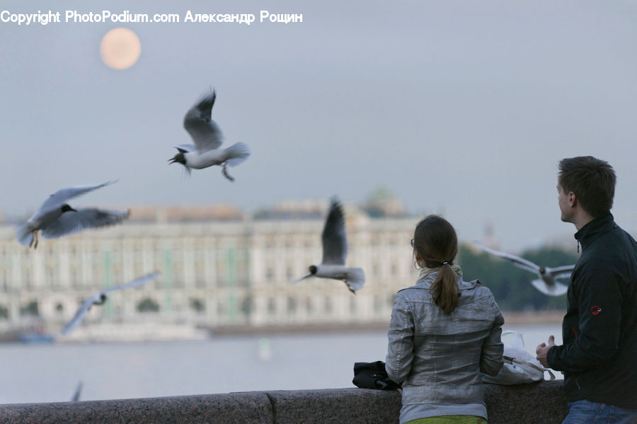 People, Person, Human, Bird, Seagull, Back, Dove