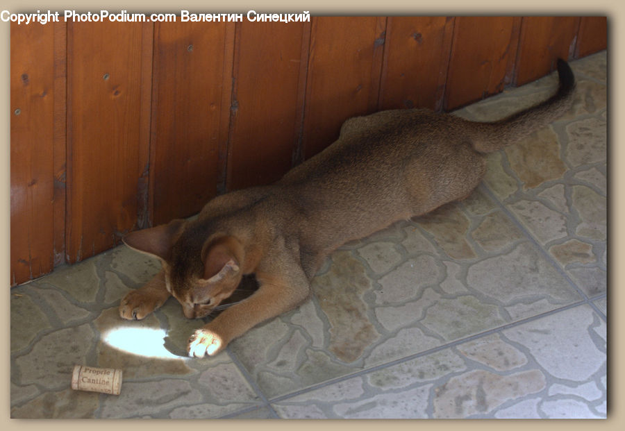 Abyssinian, Animal, Cat, Mammal, Pet