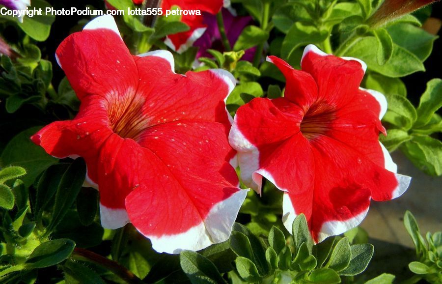 Blossom, Flora, Flower, Geranium, Plant, Poppy, Potted Plant