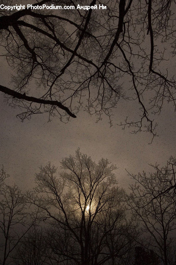Plant, Tree, Fog, Oak, Wood, Silhouette, Blossom