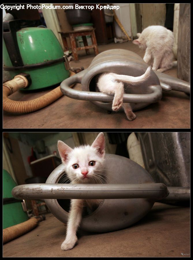 Animal, Cat, Kitten, Mammal, Pet, Siamese, Bunker