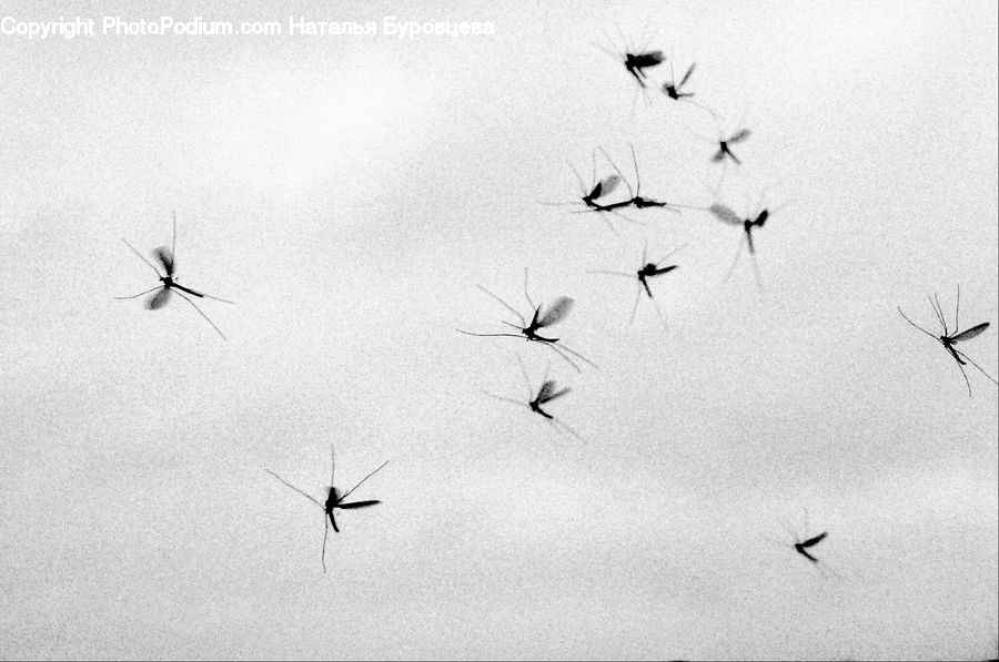 Insect, Invertebrate, Mosquito, Outdoors, Sky, Flying