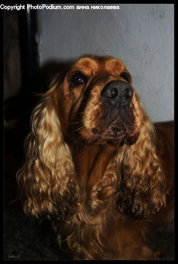 Animal, Canine, Cocker Spaniel, Dog, Mammal, Pet, Spaniel