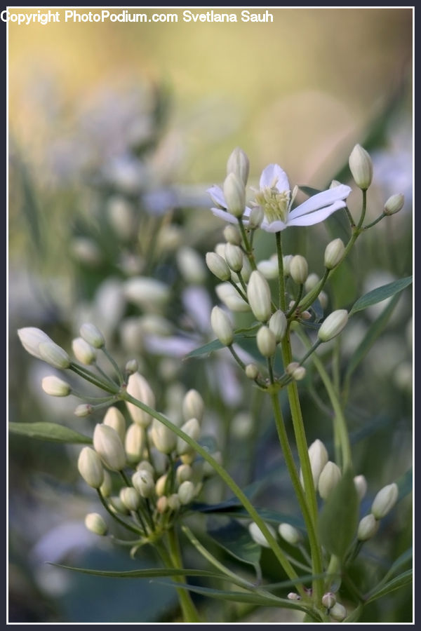 Blossom, Flora, Flower, Plant, Lupin, Geranium, Conifer